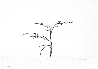 dieses Foto zeigt ein Objekt aus der Reihe Baum des Lebens
