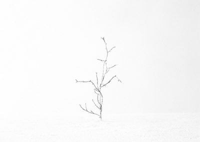 dieses Foto zeigt ein Objekt aus der Reihe Baum des Lebens