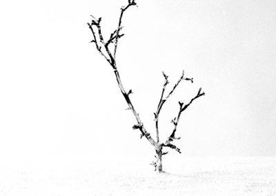 dieses Foto zeigt ein Objekt aus der Reihe Baum des Lebens