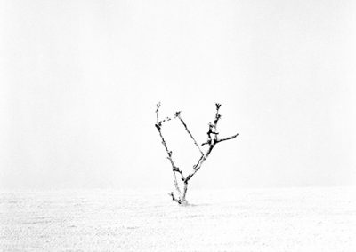 dieses Foto zeigt ein Objekt aus der Reihe Baum des Lebens