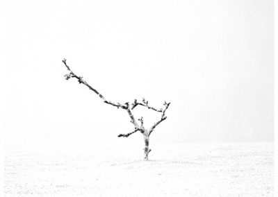 dieses Foto zeigt ein Objekt aus der Reihe Baum des Lebens