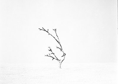 dieses Foto zeigt ein Objekt aus der Reihe Baum des Lebens