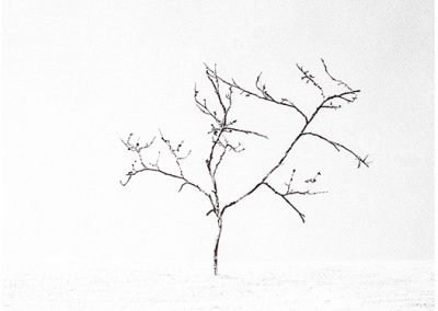 dieses Foto zeigt ein Objekt aus der Reihe Baum des Lebens