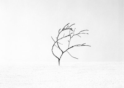dieses Foto zeigt ein Objekt aus der Reihe Baum des Lebens
