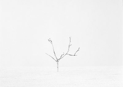 dieses Foto zeigt ein Objekt aus der Reihe Baum des Lebens
