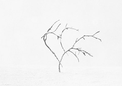 dieses Foto zeigt ein Objekt aus der Reihe Baum des Lebens
